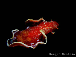 "Sea dancer"
Canon G7 by Sangut Santoso 